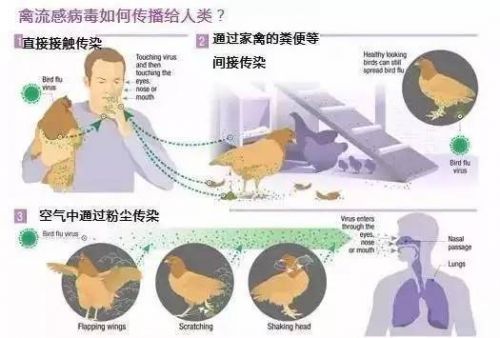 全球禽流感最新动态，防控形势及应对策略更新